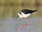 Black winged stilt close up