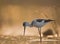 Black-winged Stilt Close up at sunrise