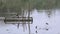 Black-winged stilt feeding