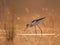 The Black-winged Stilt feeding at sunrise