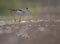 The Black-winged Stilt feeding at sunrise