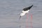 Black-winged stilt finding prey