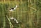 Black-winged Stilt fishing, Buhair lake, Bahrain