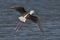 Black-winged stilt in flight above a tranquil body of water.