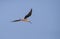 Black-winged stilt in flight, Israel