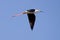 Black-Winged Stilt Flying