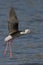 Black-winged stilt flying above a tranquil body of water.