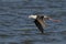 Black-winged stilt flying above a tranquil body of water.