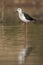 Black winged Stilt - Himantopus himantopus