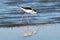 Black-winged stilt / Himantopus himantopus