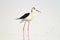 Black-winged stilt / Himantopus himantopus