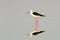 Black-winged stilt / Himantopus himantopus