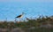 Black-winged Stilt (Himantopus himantopus)