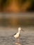 Black winged stilt Himantopus himantopus. Close up