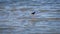 Black-winged stilt, himantopus himantopus, a long-legged wader in the lake. Bird watching in Israel