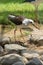 A black-winged stilt Himantopus himantopus stands over an egg in a nest among the rocks in the Middle East