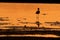 Black-winged Stilt - Himantopus himantopus walking in the water and feeding during sunset - dusk. Last orange rays in the end oh