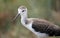 Black-winged stilt with a long beak before the migration to warmer countries