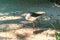 Black-winged Stilt with long pink legs, long thin black bill, white head