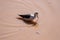 Black-winged Stilt looking for food in early evening light