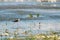 black-winged stilt looking at you