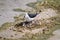 Black Winged Stilt on Nest