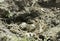 Black-winged Stilt nest with eggs / Himantopus himantopus