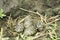 Black-winged stilt nest with eggs / Himantopus himantopus