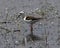 Black-winged Stilt at Nestos Delta, Greece