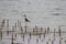 A black winged stilt offering a beautiful stance. Standing on the shore of a giant lake. Bird has tall legs and a beautiful tail