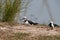 Black Winged Stilt Pair