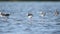 Black-winged Stilt, Pied Stilt Himantopus himantopus in water