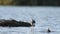 Black-winged Stilt, Pied Stilt Himantopus himantopus in water