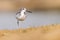 Black-winged Stilt or Pied Stilt on a sandy beach with a tranquil body of water in the background