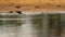 Black-winged stilt poking onto the waters aim for a fish. Bird reflection on the water surface