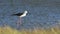 Black-winged stilt in Pottuvil, Sri Lanka