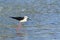 Black-winged stilt in Pottuvil, Sri Lanka