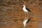 Black-winged stilt in Pottuvil, Sri Lanka