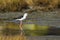 Black-winged stilt in Pottuvil, Sri Lanka