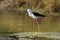 Black-winged stilt in Pottuvil, Sri Lanka