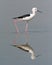 Black-winged Stilt and it`s reflection