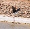 Black-winged stilt at salt ponds, Eilat, Negev, Israel