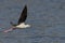 Black-winged stilt is seen in flight above a tranquil body of water.