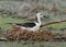 Black-winged Stilt sitting on the nest