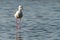 Black-winged Stilt standing on the coastal intertidal area