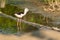 Black-winged Stilt standing on the coastal intertidal area