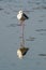 Black-winged Stilt standing with one leg on the coastal intertidal area