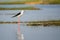 Black winged stilt strolling around a lake