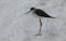 Black winged stilt under the snow