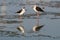 Black-winged Stilt walking and finding food on the coastal intertidal area